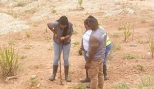 reclaiming-farmlands-destroyed-by-illegal-mining:-anglogold-ashanti-obuasi-mine-shows-the-way